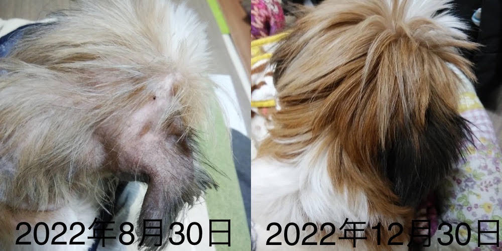 柴田ゆげちゃん!、脱毛改善、4ヶ月2枚の写真比較